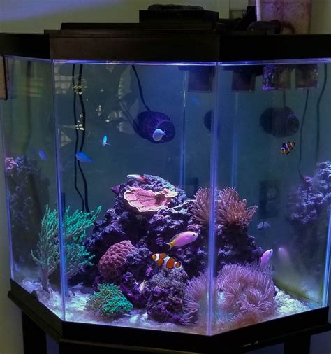 The significance of reef tank lighting; a semi-scientific documentary ...