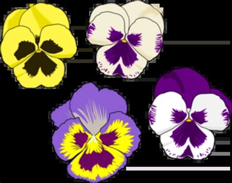 Pansy Border Free Vector Download | FreeImages