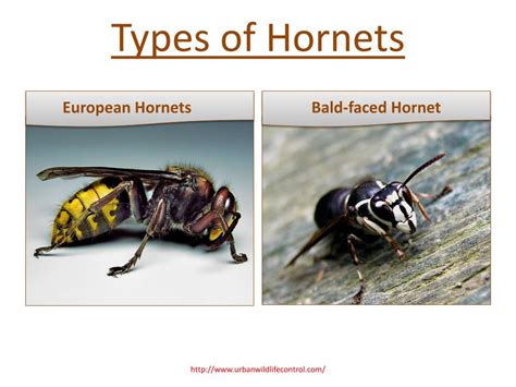 PPT - Hornet Nest Removal Tips PowerPoint Presentation, free download - ID:7311088