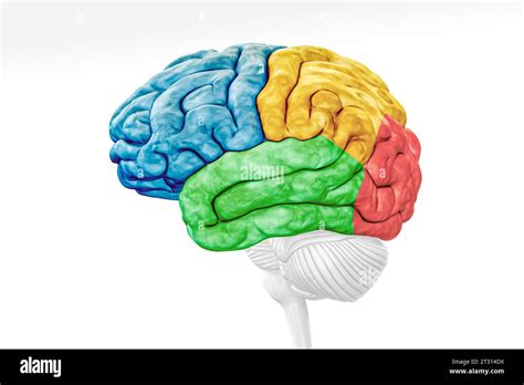 Lóbulos de la corteza cerebral en la vista de perfil de color aislado