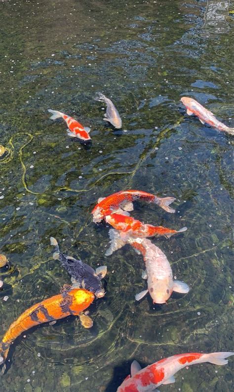 Koi fish pond in 2024 | Koi fish, Koi fish pond, Pet fish