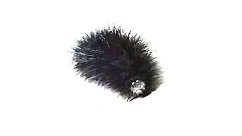 Black Fuzzy Caterpillar: Poisonous, Food and Identification info - Termites Blog | Black fuzzy ...