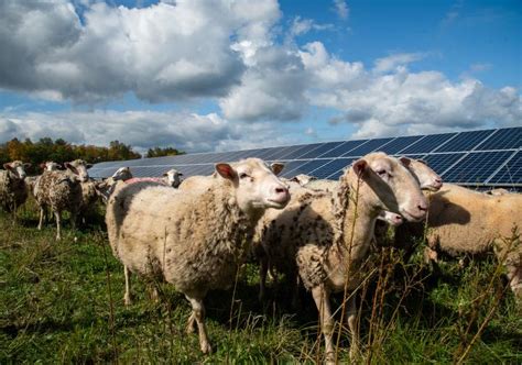 Solar Grazing Project Combines Renewable Energy And Agriculture Cals