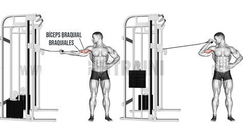 Bíceps Brazos En Cruz En Polea Alta ¿cómo Hacer Este Ejercicio