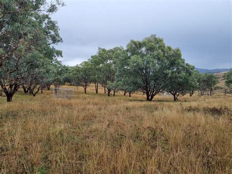 Gallery Ginninderry Conservation Trust