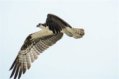 River Hawk On The Prowl Photograph by John Bartelt - Fine Art America