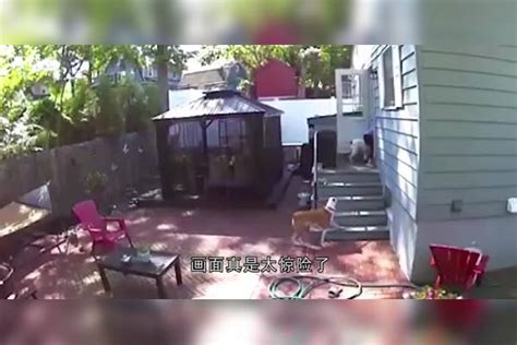 狗狗正在护院，突然3只恶犬闯了进来，狗狗直接被叼走了狗狗