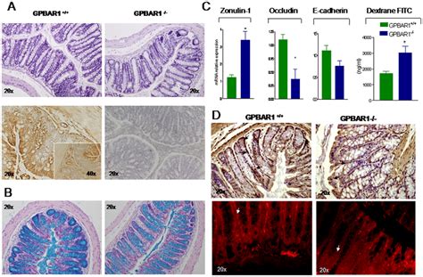 GP BAR1 Gene Deletion Alters Colon Structure And Function Panel A