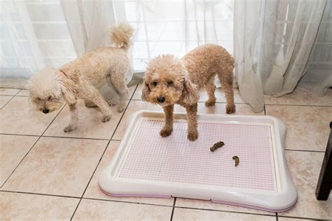 犬はどうして食糞をするの？犬がうんちを食べる理由とは？ Pet Times