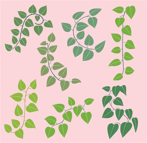 Simplicity Ivy Freehand Drawing Flat Design Collection Vector