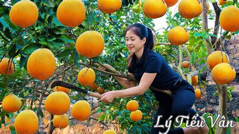 How To Harvest Pomelo Goes To The Market Sell Harvesting And