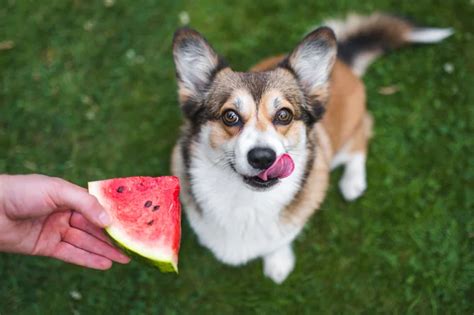 Quais Frutas Que Cachorro Pode Comer Blog Da Cobasi