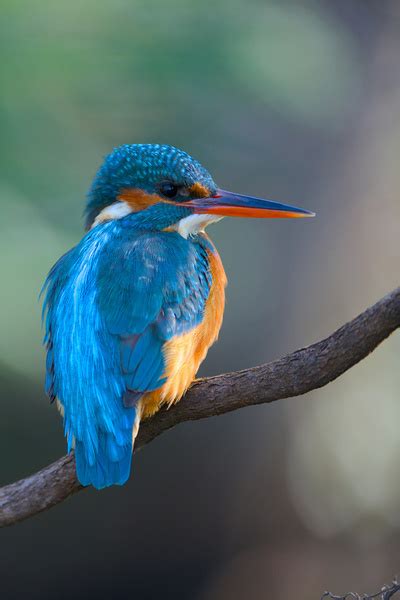 Ijsvogel Van Ijsvogels Nl Corn Van Oosterhout Op Canvas Behang En