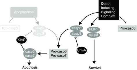 1 Extrinsic Apoptosis Pathway Initiated By Caspase 8 The Death Download Scientific Diagram