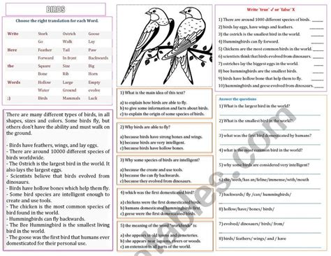 Birds Esl Worksheet By Andresyan19