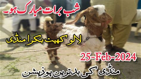 Lalukhet Bakra Mandi Me Qurbani 2024 Ka Bakra 25 Feb 2024 Part 1