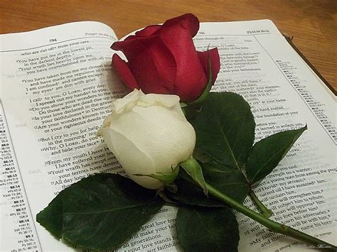 Red White Rose Bible Bible And Roses Taken By My 9 Yr Old Flickr