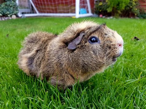 Abyssinian For Sale Guinea Pigs Breed Information Omlet