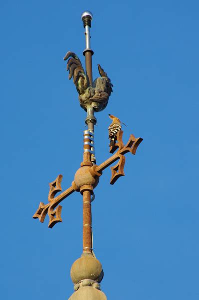 Photos de la flore et de la faune rencontrées à Culles les roches intra