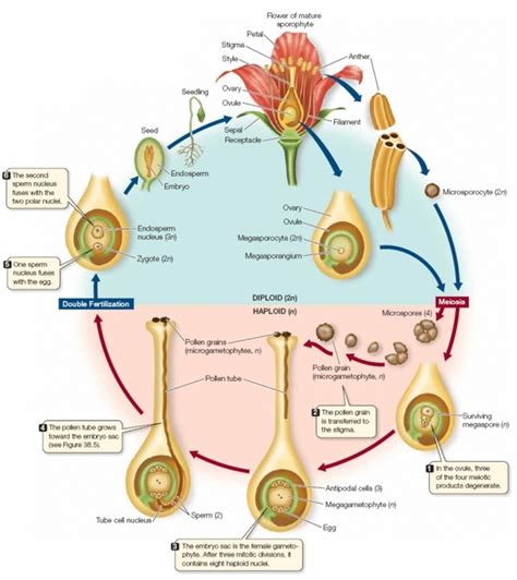 Chapter 38 Angiosperm Reproduction And Biotechnology Life Science