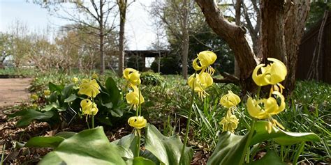 Olbrich Botanical Gardens | Shade Gardens