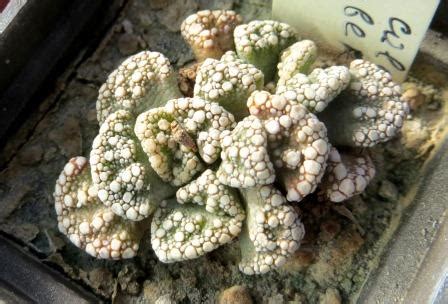 Titanopsis Calcarea Cactus Shop