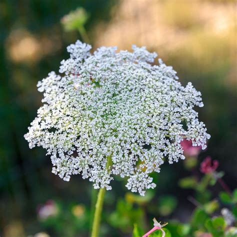 Ammi Visnaga Natures T