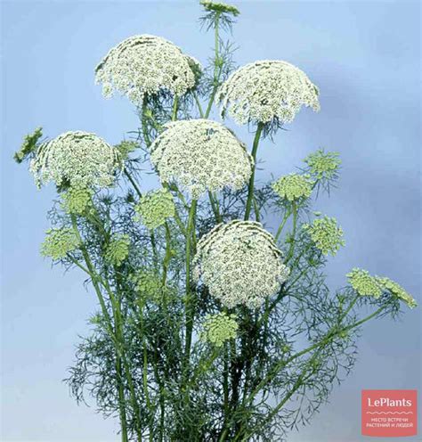 Амми (Ammi) — описание, выращивание, фото | на LePlants.ru