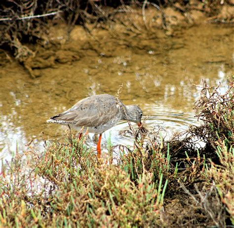 Wildlifebirdsalgarveportugal Acdprt Flickr