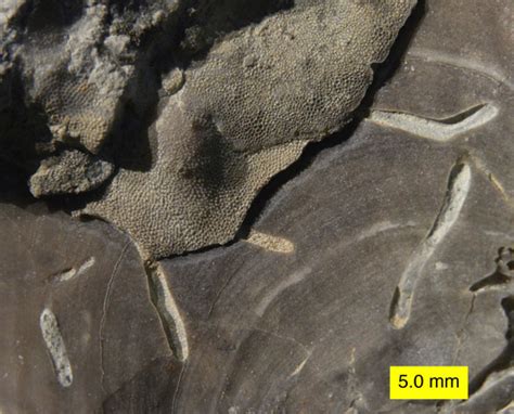 Woosters Fossil Of The Week Tubular Drillholes Upper Ordovician Of