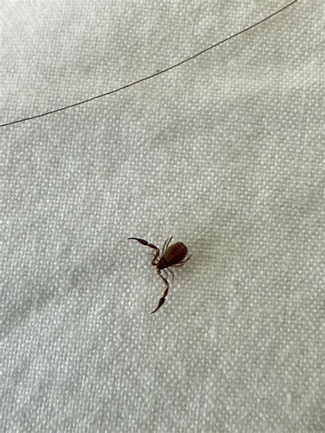 Baby scorpion? : r/whatsthisbug