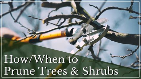 Spring Pruning How To Prune Trees And Shrubs When To Prune Trees