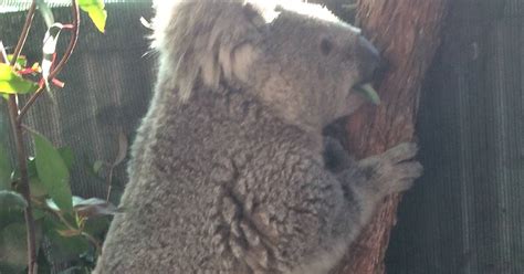 Rescued Koala In Rehab At Potoroo Palace Animal Sanctuary South Coast