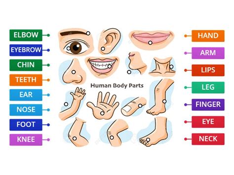 human body labelled diagram