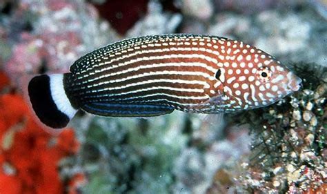 Lined Wrasse Size Show 3 Or Above Violet Aquarium