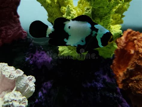 Black Clownfish in Saltwater Aquarium Stock Photo - Image of clownfish ...