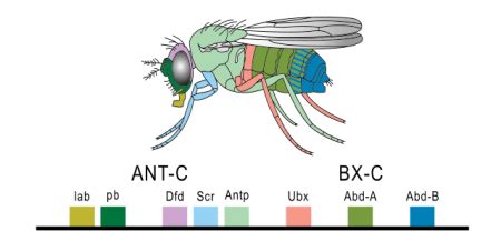 Hox Genes Definition Mutation Function Lesson Study