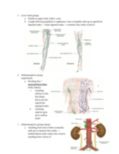 Solution Anatomy Lymph Nodes Notes Bsci Studypool