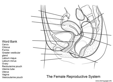 Female Reproductive System Worksheet Coloring Page Colouringpages The