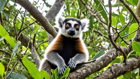 lemur conservation  madagascar antananarivos efforts