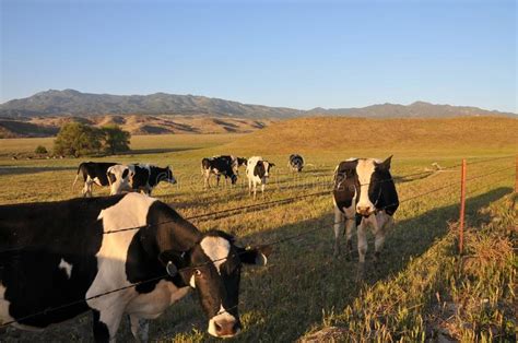 Vacas Lecheras De La Gama Libre Que Pastan En Un Campo Foto Editorial