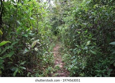 Amazon Rainforest Rainy Season Stock Photo 1974563051 | Shutterstock