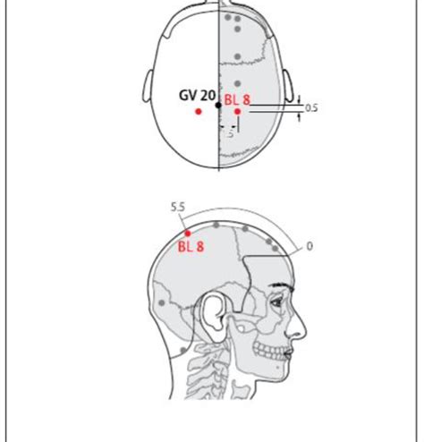 Bl 8 Acupuncture Point Acupuncture Point Locations Review