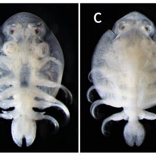 Argulus japonicus, adult male (A and B, 6.1 mm total length) and adult ...