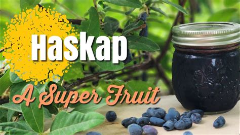 Haskap A Super Fruit Youtube