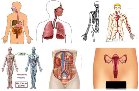 Sistem Organ Dan Organisme Timeless Signs