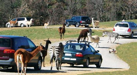 This new drive-thru zoo is your family's next Alabama getaway - al.com