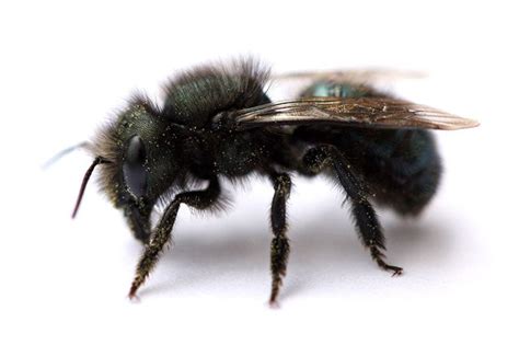 Mason Bee: History, Facts, Size, Habitat, Classification & Much More ...