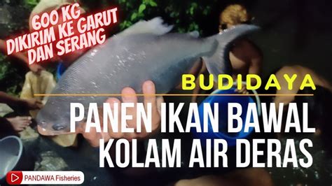 Panen Ikan Bawal 600 Kg Di Kolam Air Deras YouTube