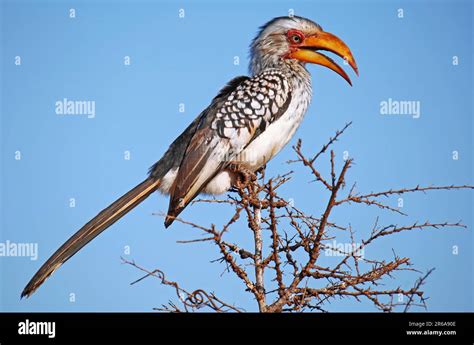 Gelbschnabeltoko Kruger Nationalpark Southern Yellow Billed Hornbill